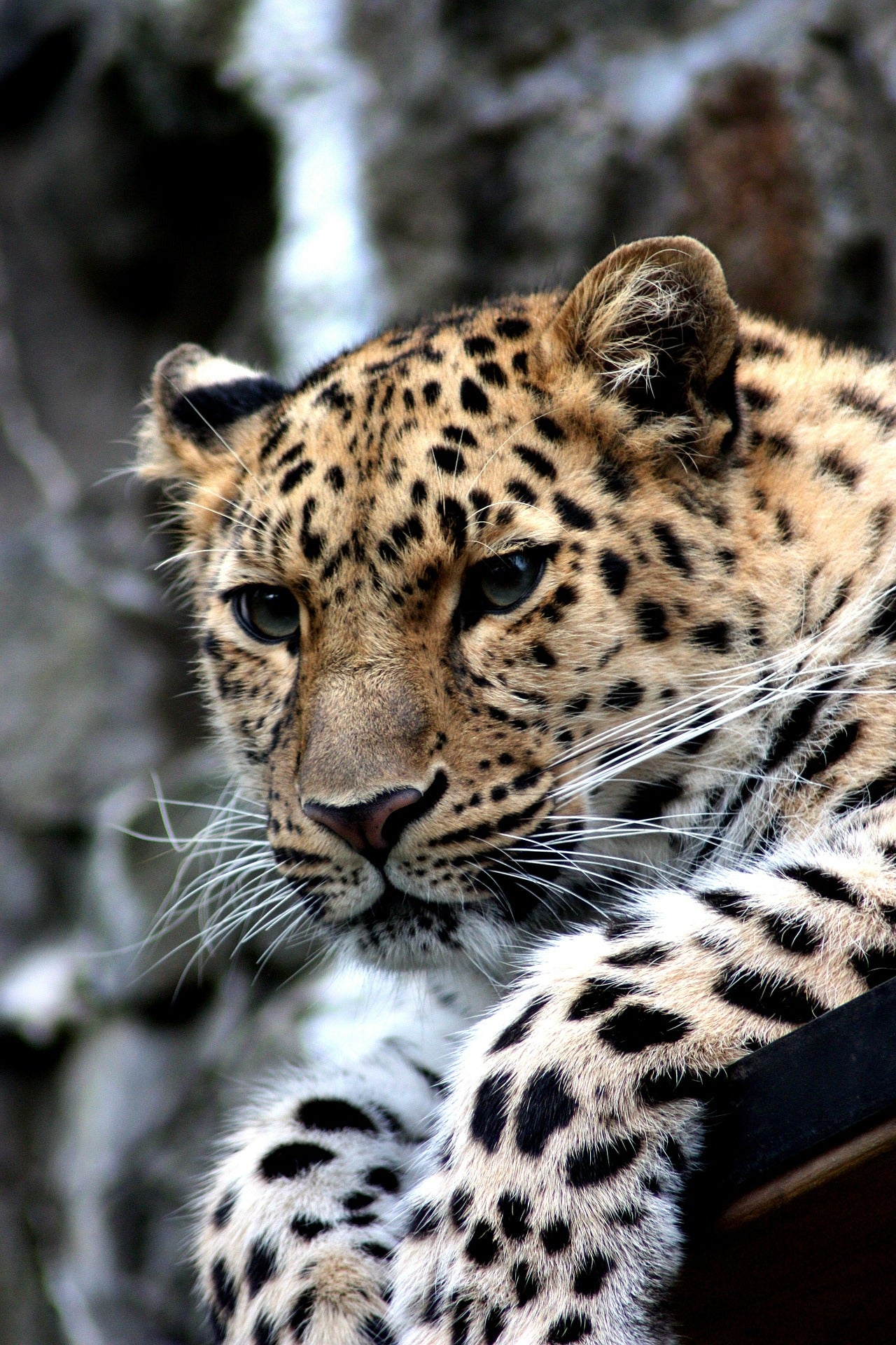 Leopard Portrait Photograph Print 100% Australian Made