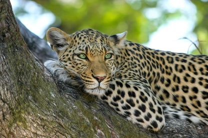 Leopard on Tree Photograph Home Decor Premium Quality Poster Print Choose Your Sizes