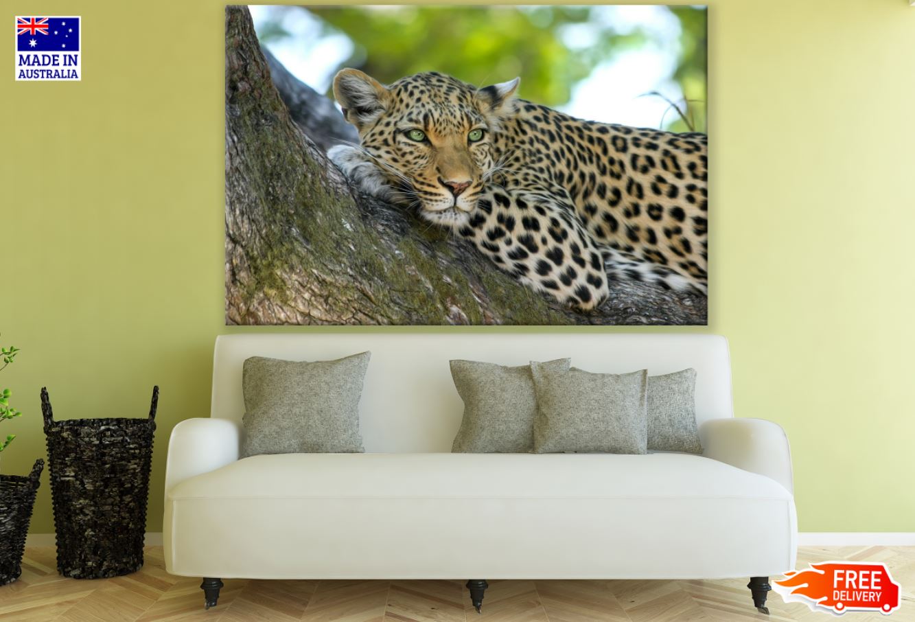 Leopard on Tree Photograph Print 100% Australian Made