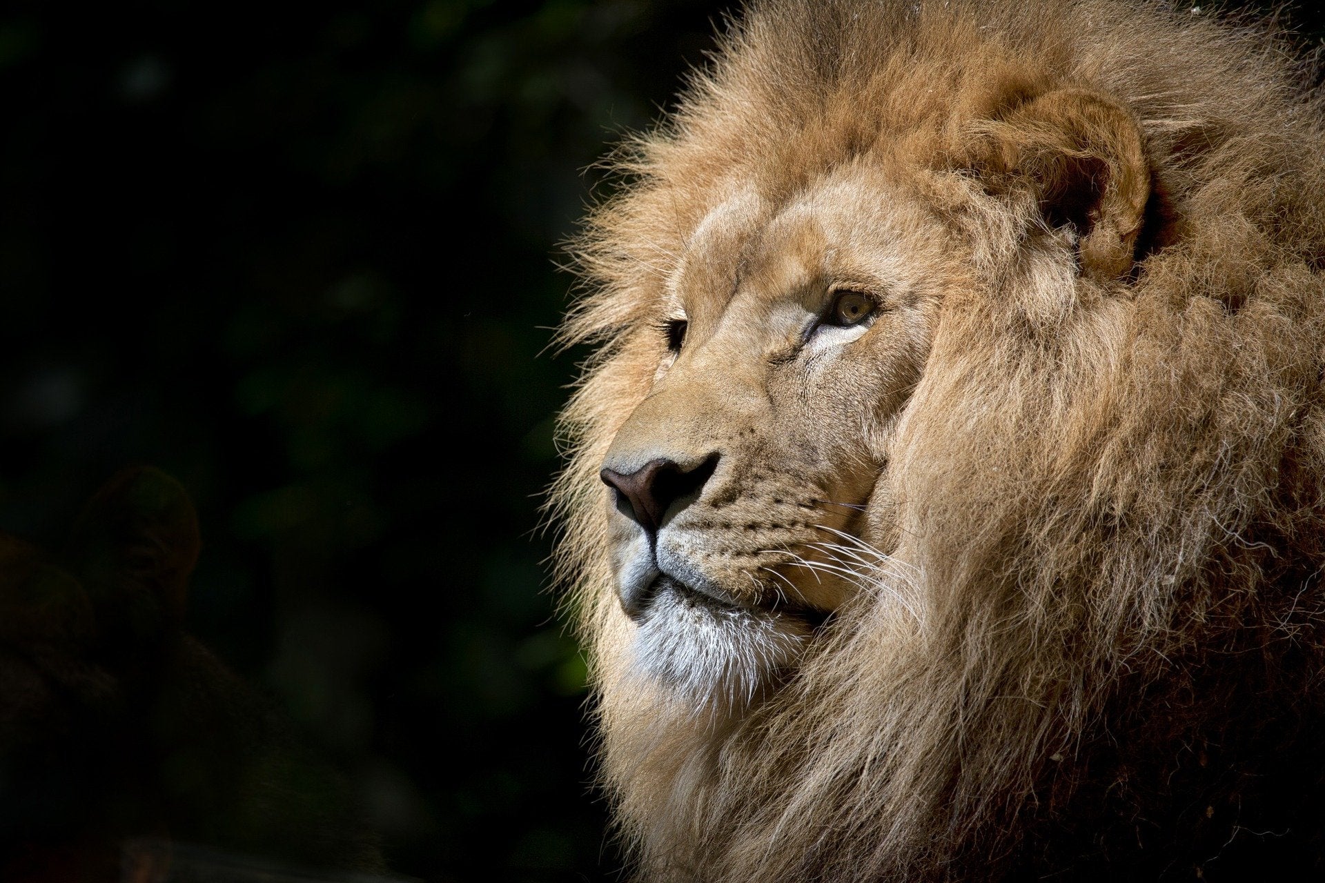 Lion Face Portrait Photograph Print 100% Australian Made