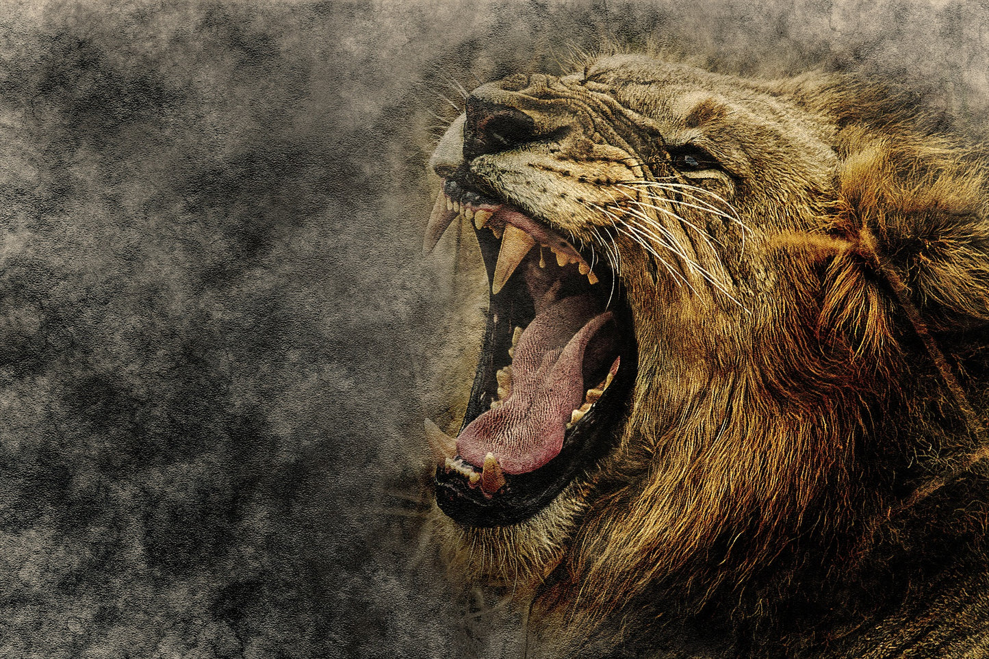 Roaring Lion Portrait Photograph Print 100% Australian Made