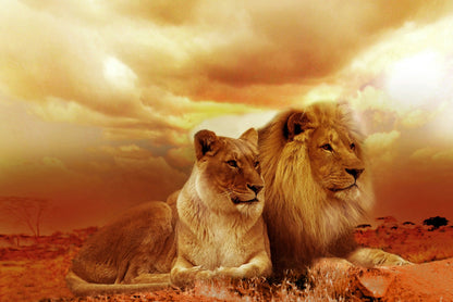 Lion & Lioness Sunset Photograph Home Decor Premium Quality Poster Print Choose Your Sizes