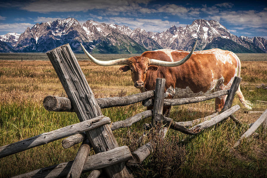 Highland Cow on Meadow Photograph Print 100% Australian Made