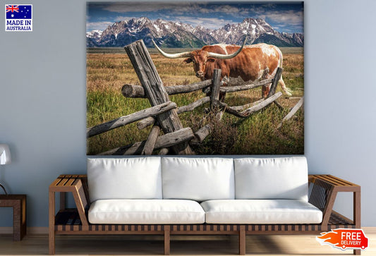 Highland Cow on Meadow Photograph Print 100% Australian Made