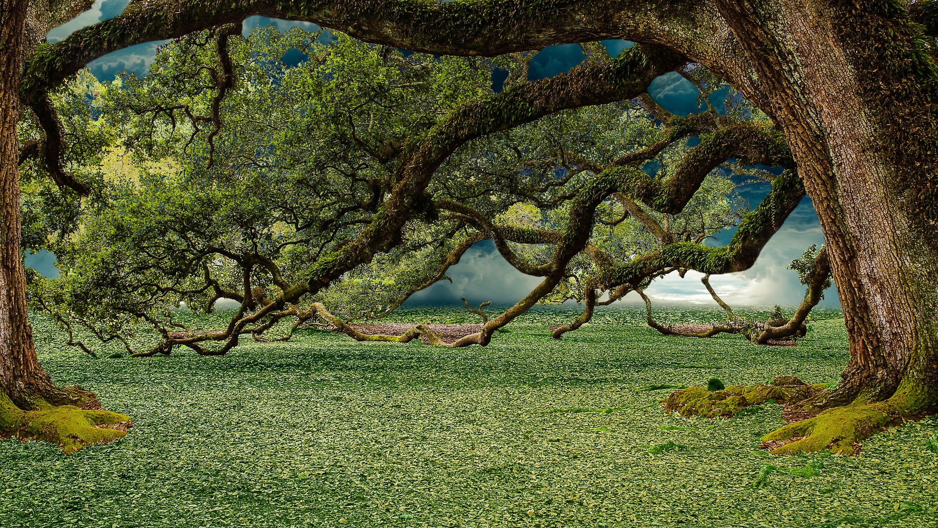 Huge Tree With Long Branches Photograph Print 100% Australian Made