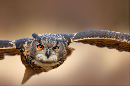 Flying Owl Orange Eyes Photograph Print 100% Australian Made