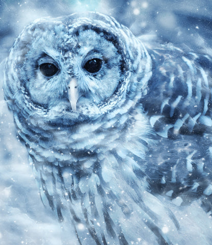 Owl Portrait in Snow Photograph Print 100% Australian Made