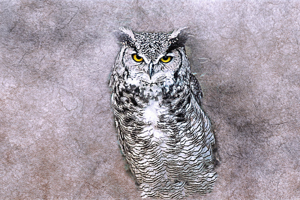 Owl Portrait with Orange Eyes Photograph Print 100% Australian Made
