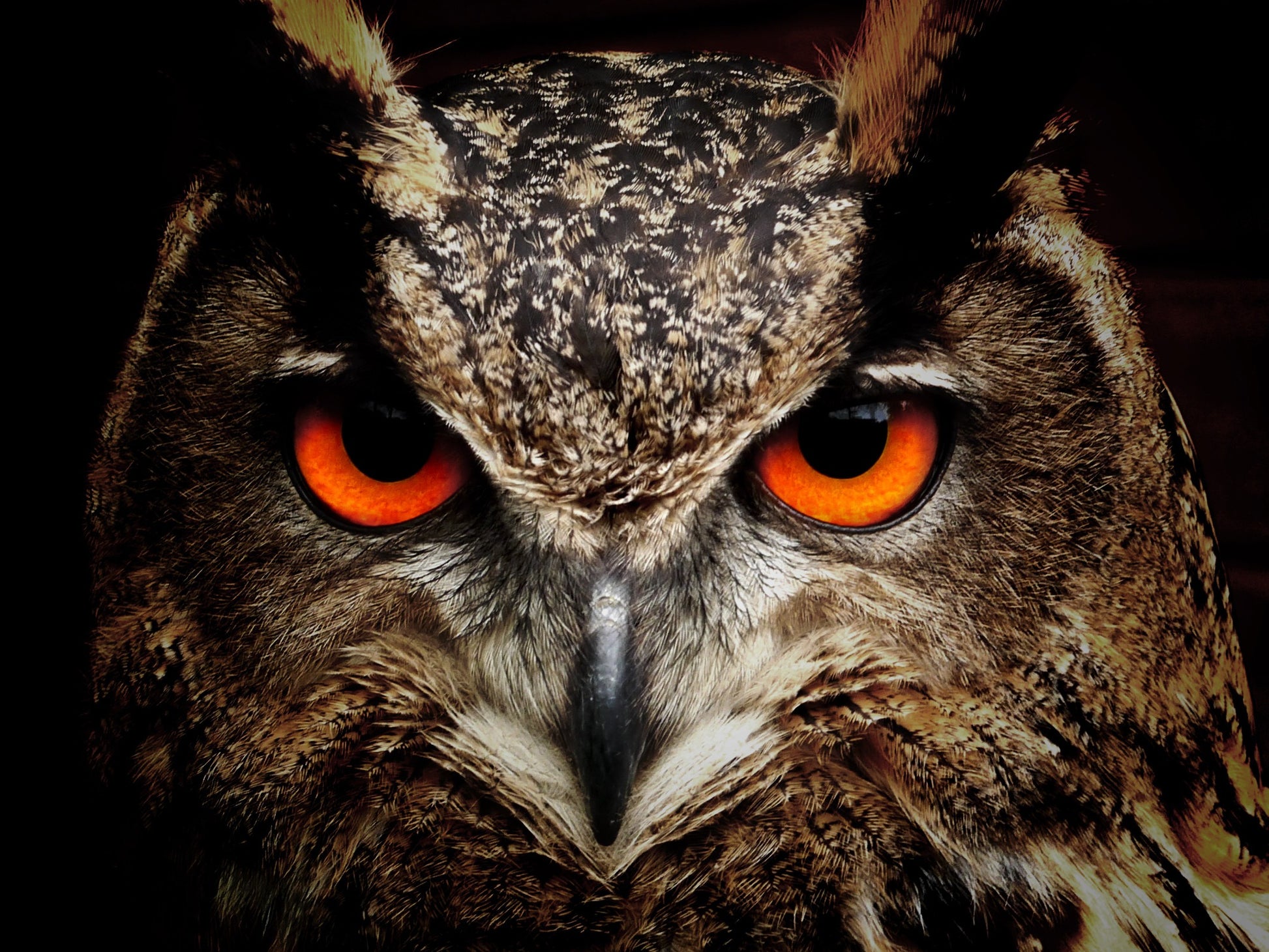 Owl Face Portrait Photograph Print 100% Australian Made