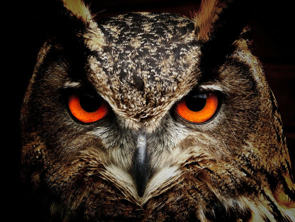 Owl with Orange Eyes Portrait Photograph Print 100% Australian Made