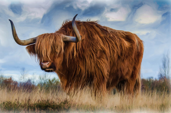 Highland Cow on a Grass Field Photograph Print 100% Australian Made