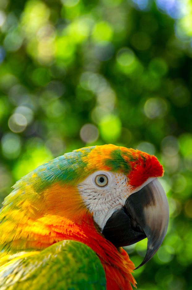 Parrot Portrait Photograph Print 100% Australian Made