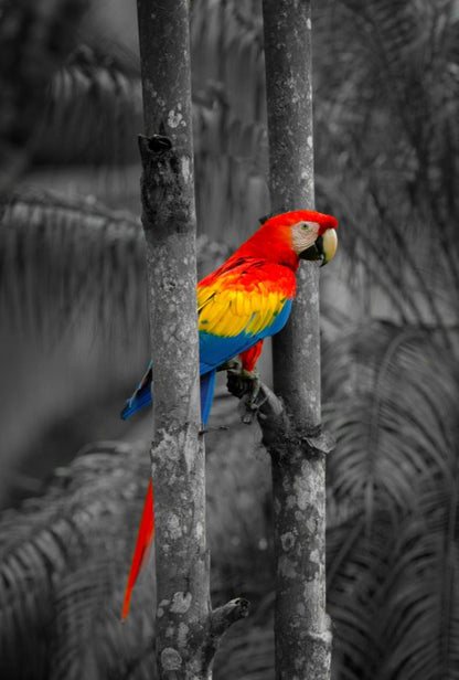 Colorful Parrot in B&W Forest Print 100% Australian Made