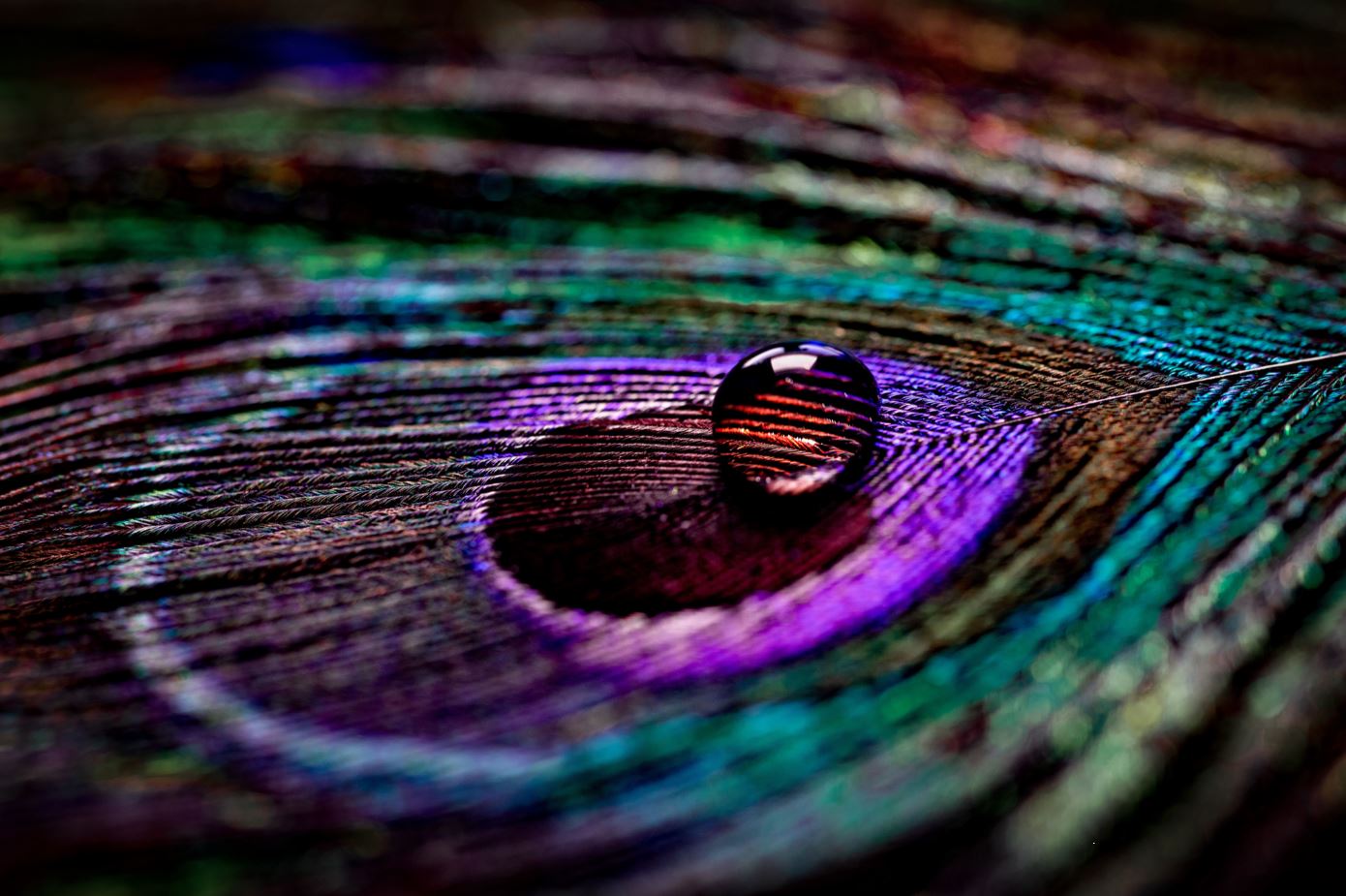 Waterdrops on Peacock Feathers Photograph Home Decor Premium Quality Poster Print Choose Your Sizes