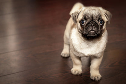 Pug Puppy Dog Portrait Photograph Home Decor Premium Quality Poster Print Choose Your Sizes