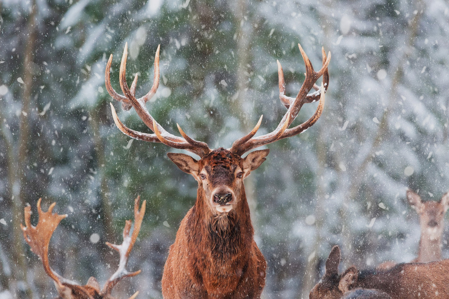 Deer Herd in a Snowy Forest Photograph Print 100% Australian Made