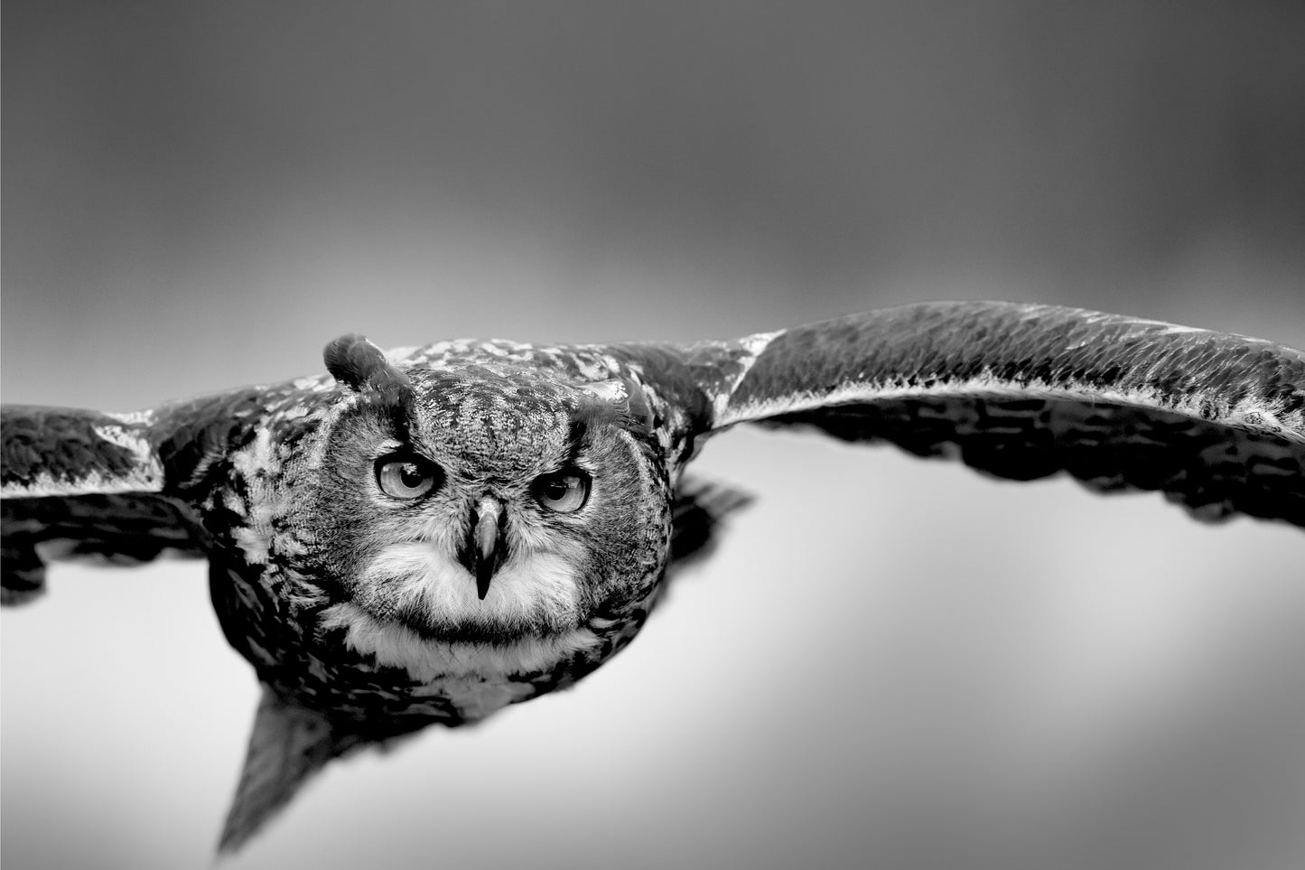 Flying Owl B&W Photograph Print 100% Australian Made