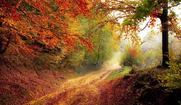 Stunning Road Between Autumn Forest Photograph Print 100% Australian Made