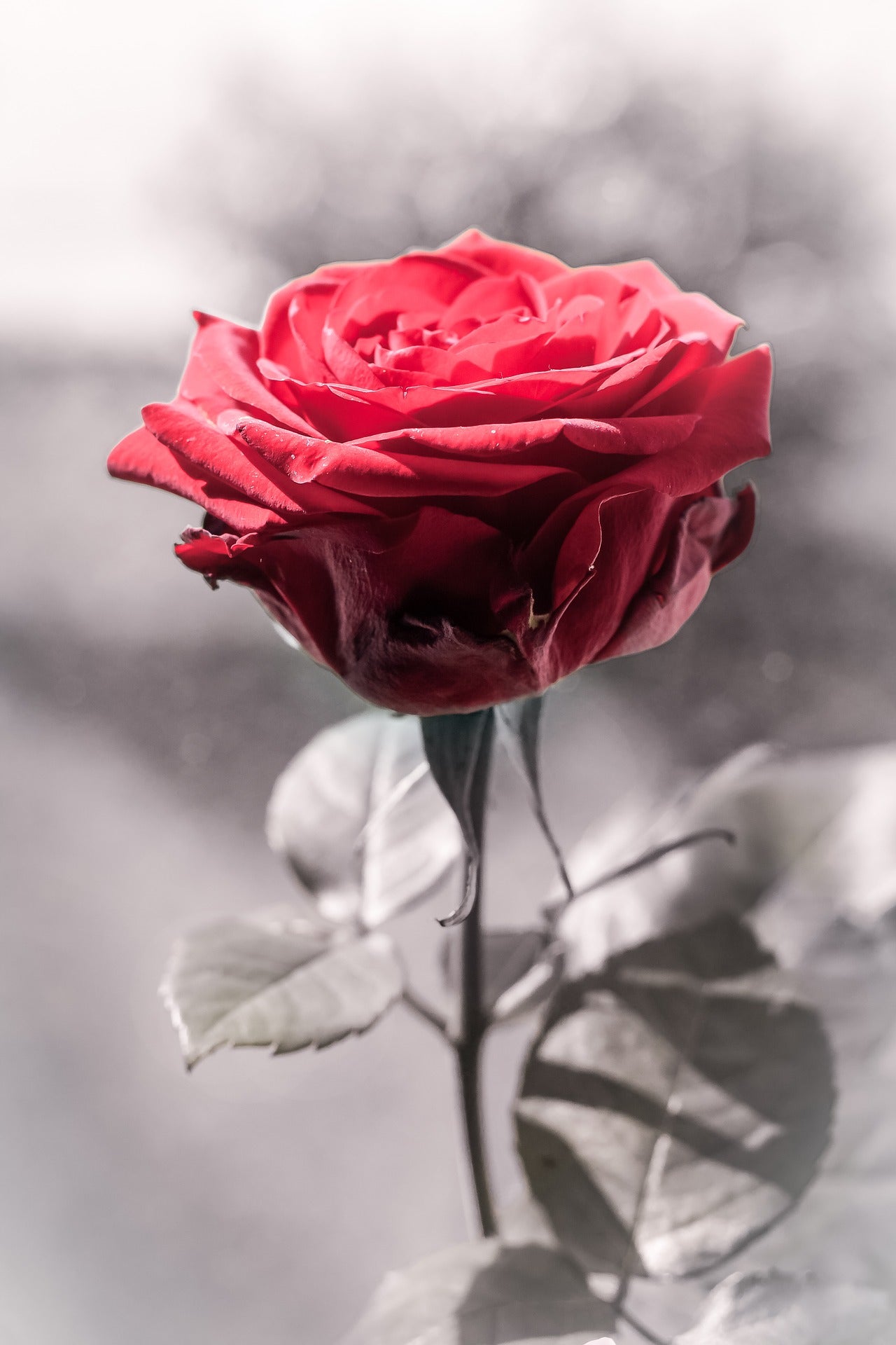 Rose Flower Red B&W Photograph Print 100% Australian Made