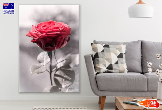 Rose Flower Red B&W Photograph Print 100% Australian Made