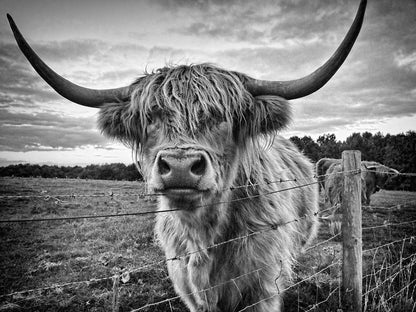 Highland Cow B&W Photograph Print 100% Australian Made