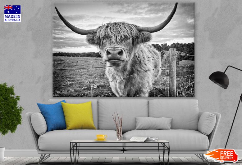 Highland Cow Portrait Photograph Print 100% Australian Made