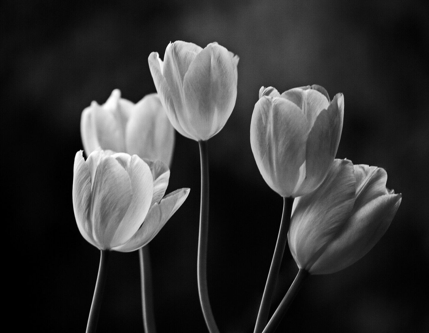 B&W Tulips Photograph Home Decor Premium Quality Poster Print Choose Your Sizes