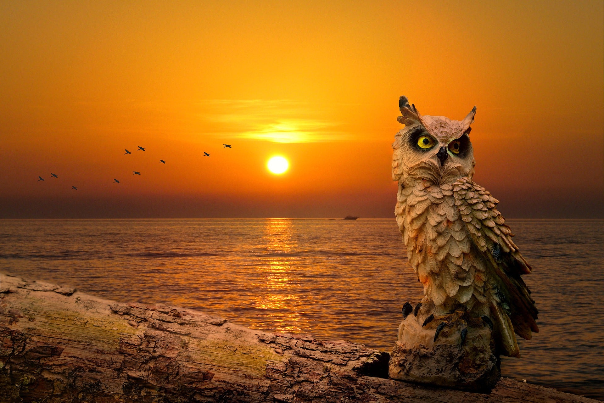 Owl Near Sunset Sea Scenery View Home Decor Premium Quality Poster Print Choose Your Sizes