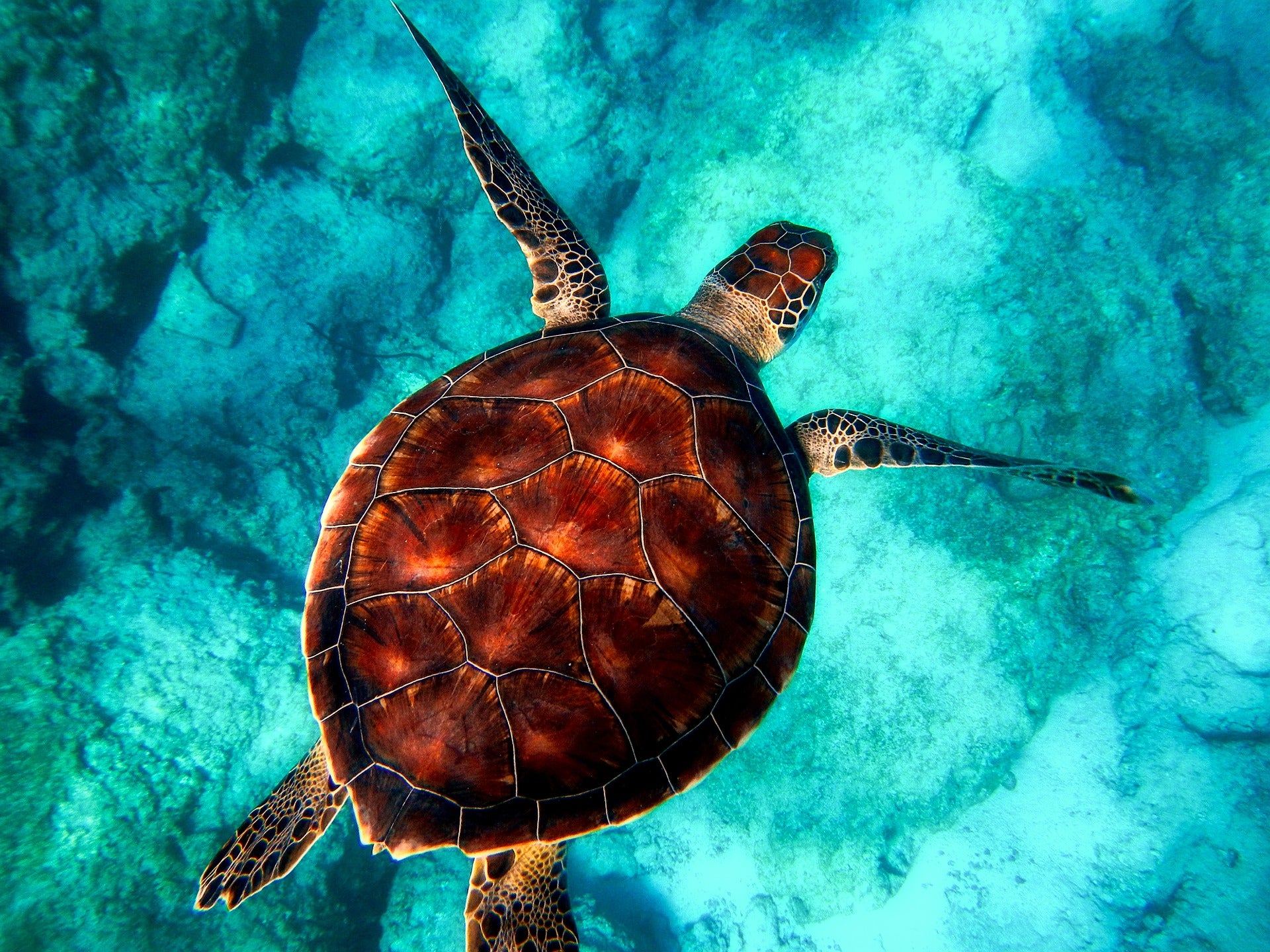 Turtle in Sea Aerial Photograph Print 100% Australian Made