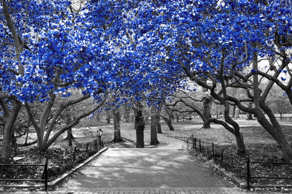 Blue Leaves Tree B&W Photograph Home Decor Premium Quality Poster Print Choose Your Sizes