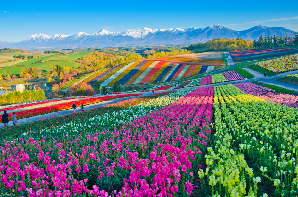Colorful Tulips Field Photograph Home Decor Premium Quality Poster Print Choose Your Sizes