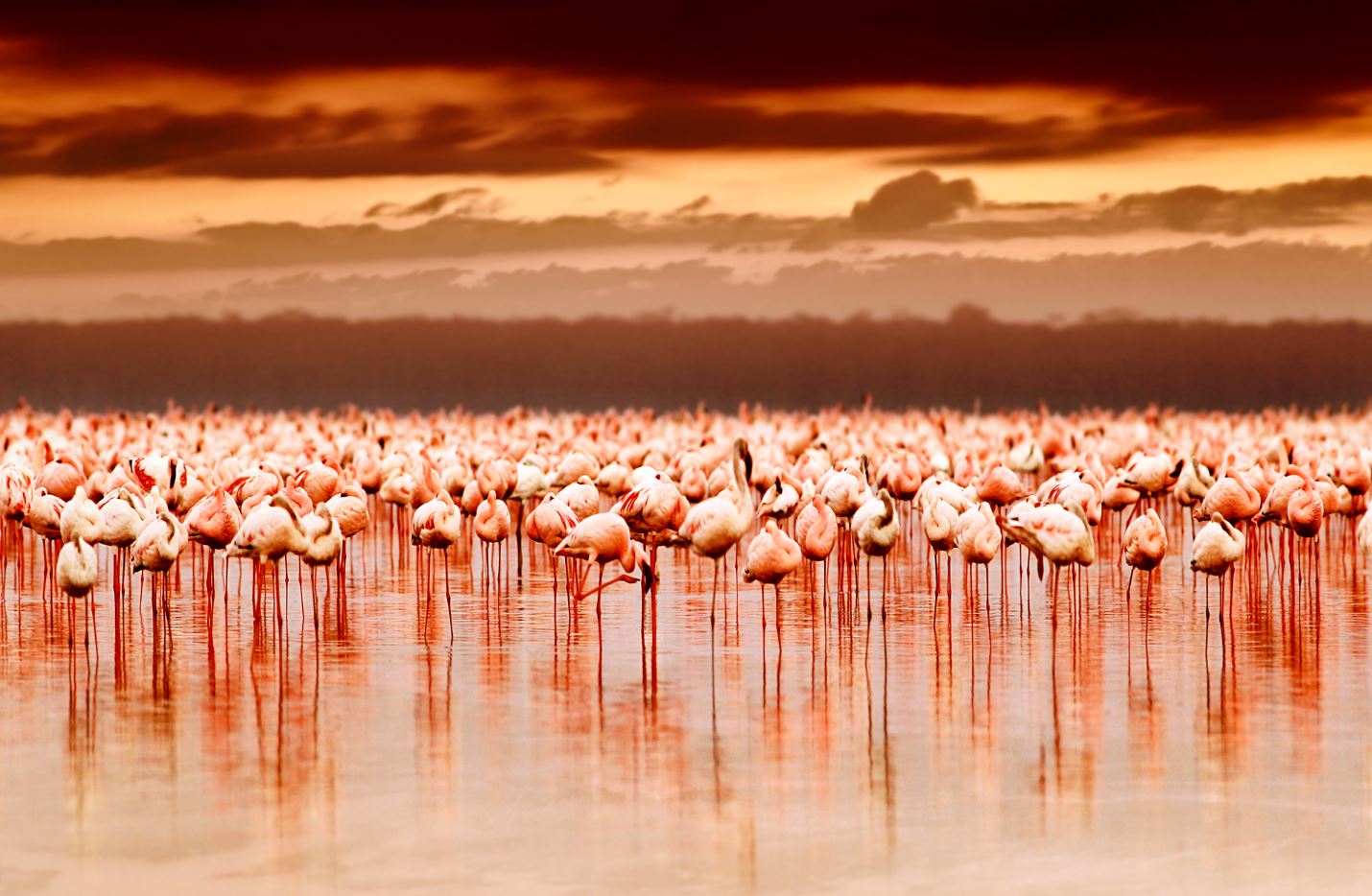 Flamingos in a Lake Photograph Print 100% Australian Made