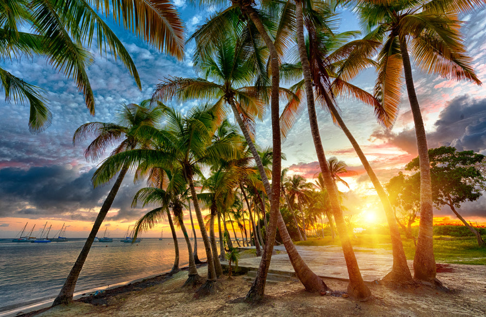 Sunset Over Beach & Palm Trees Photograph Print 100% Australian Made