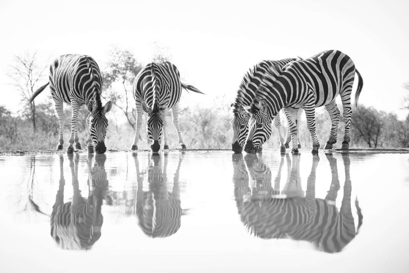 Zebras Near Lake B&W Photograph Print 100% Australian Made