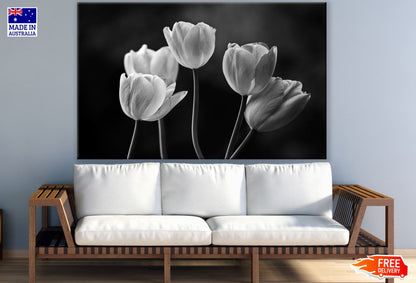 Tulip Flowers B&W Photograph Print 100% Australian Made