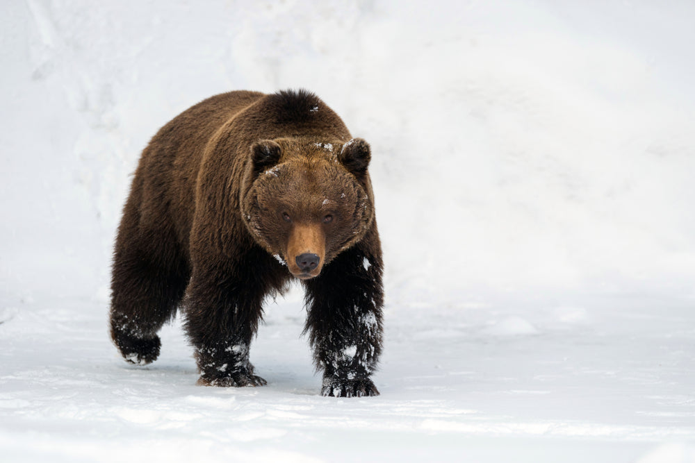 Bear Walking on Snow Print 100% Australian Made