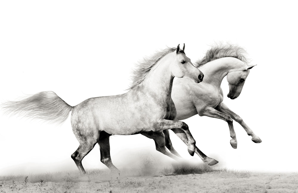 Horses Running on Meadow B&W Photograph Home Decor Premium Quality Poster Print Choose Your Sizes Home Decor Premium Quality Poster Print Choose Your Sizes