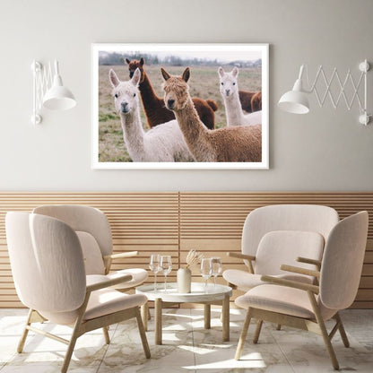 Alpaca Herd in Field Photograph Home Decor Premium Quality Poster Print Choose Your Sizes