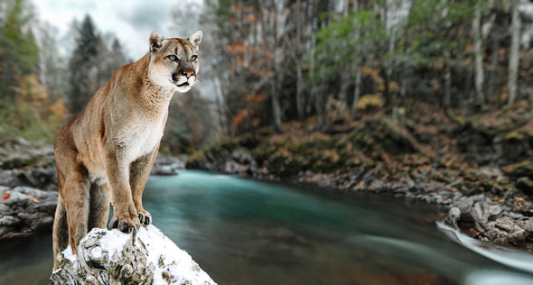Cougar Near a Water Stream Photograph Print 100% Australian Made