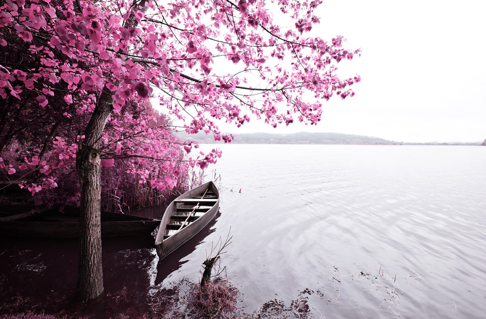 Blossom Tree & Boat Near Lake Photograph Print 100% Australian Made