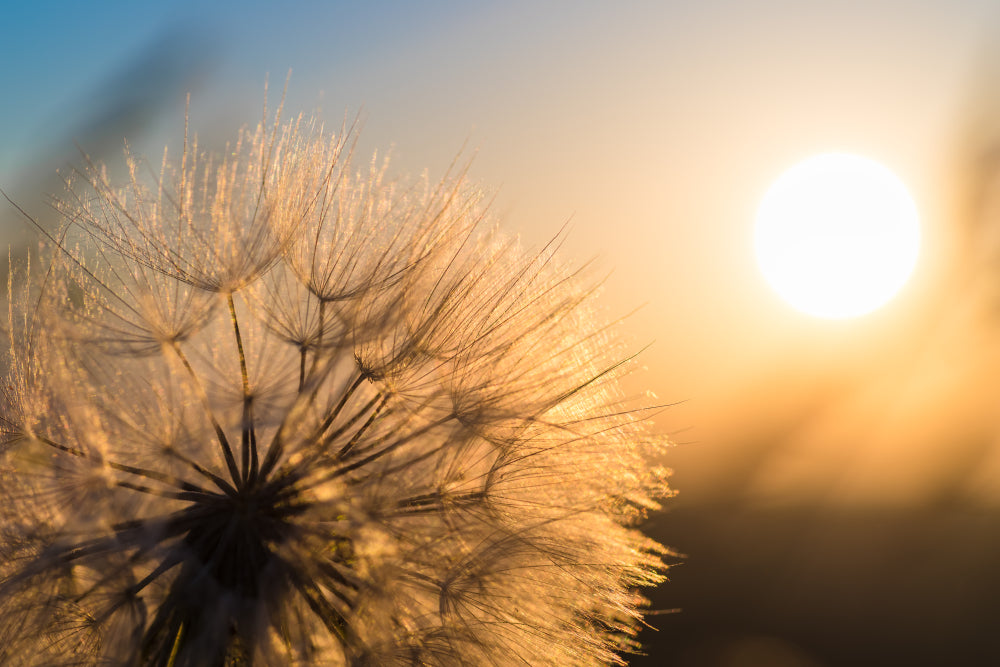 Dandelion Closeup Against Sun & Sky During the Dawn Photograph Print 100% Australian Made