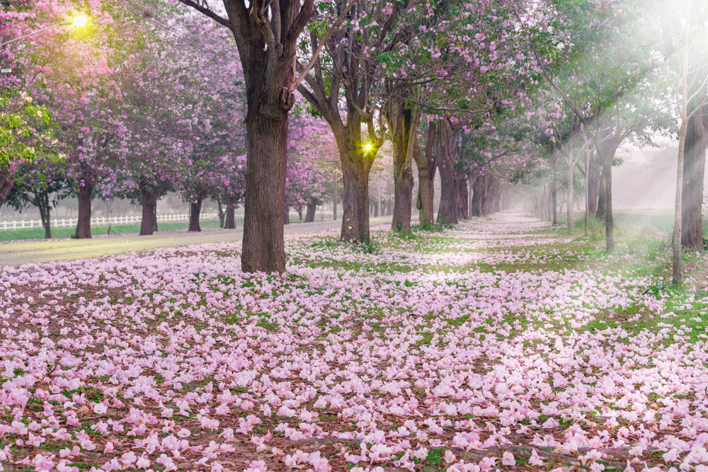 Flower Road with Trees Print 100% Australian Made