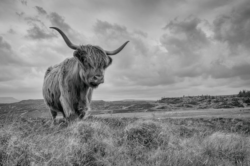 Highland Cow Black & White Photograph Print 100% Australian Made