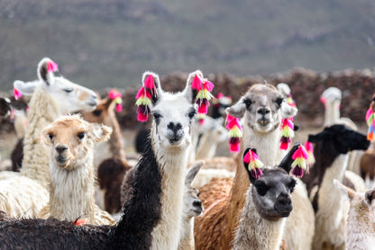 Llama Herd Photograph Print 100% Australian Made