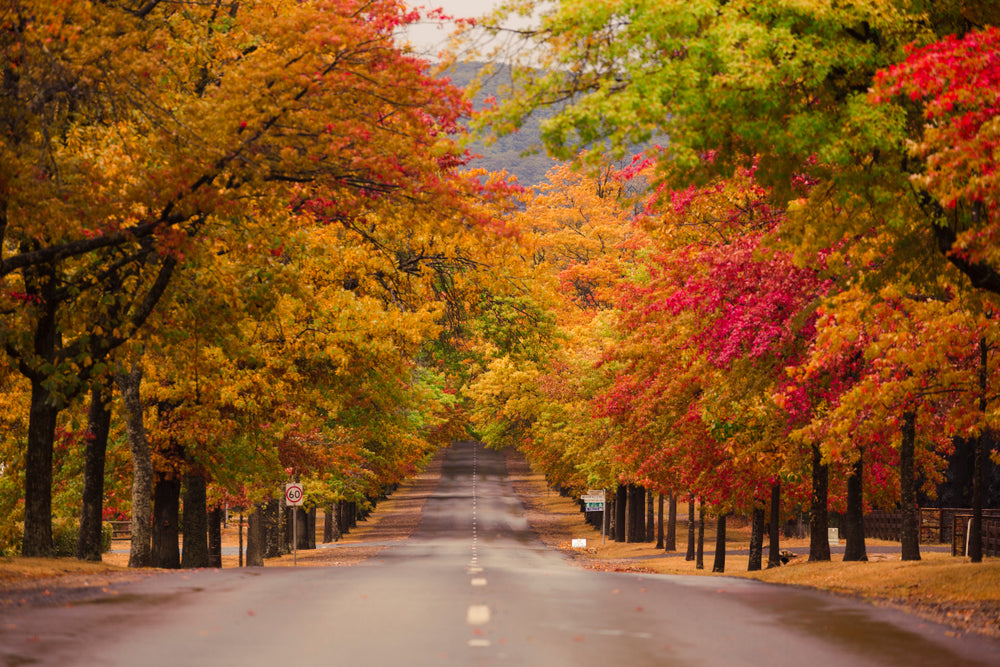 Autumn Forest Photograph Print 100% Australian Made