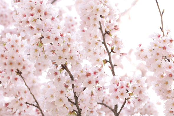 Japanese Cherry Blossom Tree Full Blooming Photograph Print 100% Australian Made
