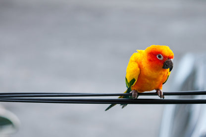 Colourful Parrot On Wire Photograph Print 100% Australian Made