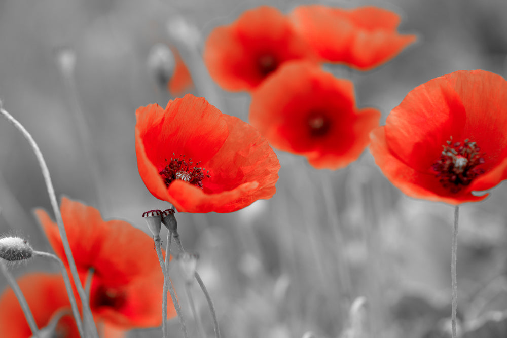 Red Flowers & B&W Photograph Print 100% Australian Made