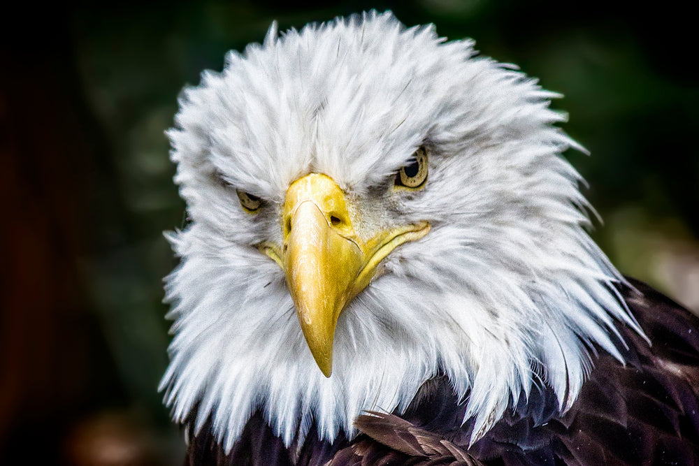 Eagle Portrait Photograph Print 100% Australian Made