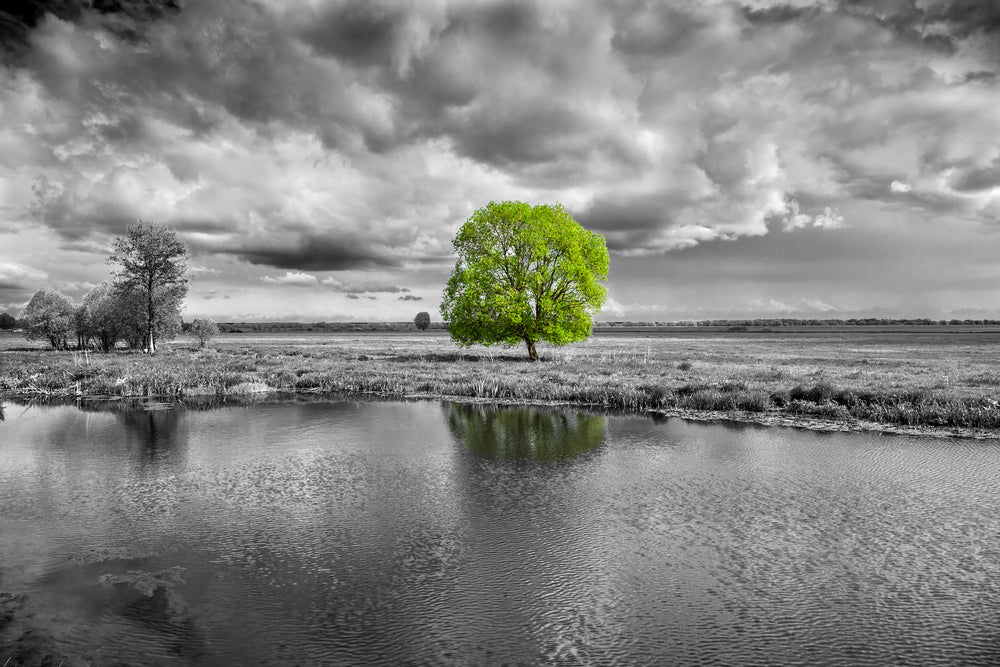 Tree Near Lake B&W Photograph Home Decor Premium Quality Poster Print Choose Your Sizes